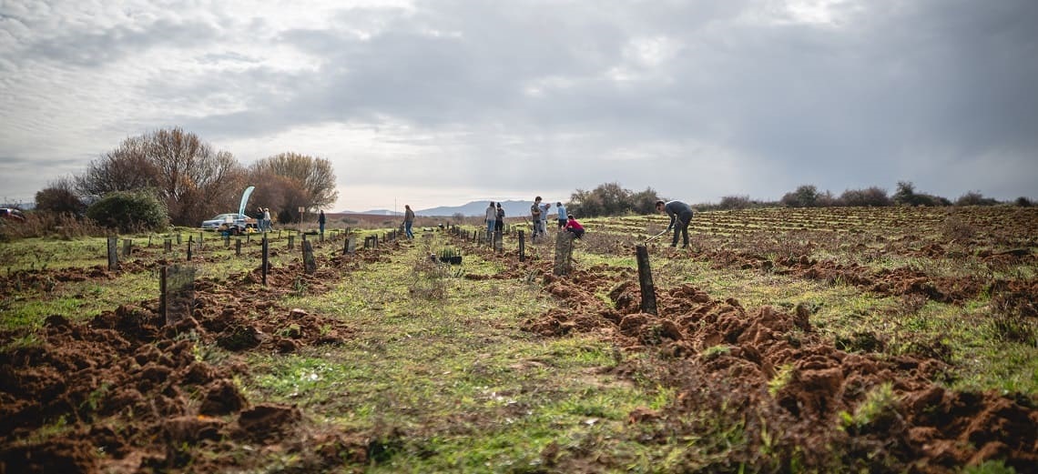 Plantación Bosquia